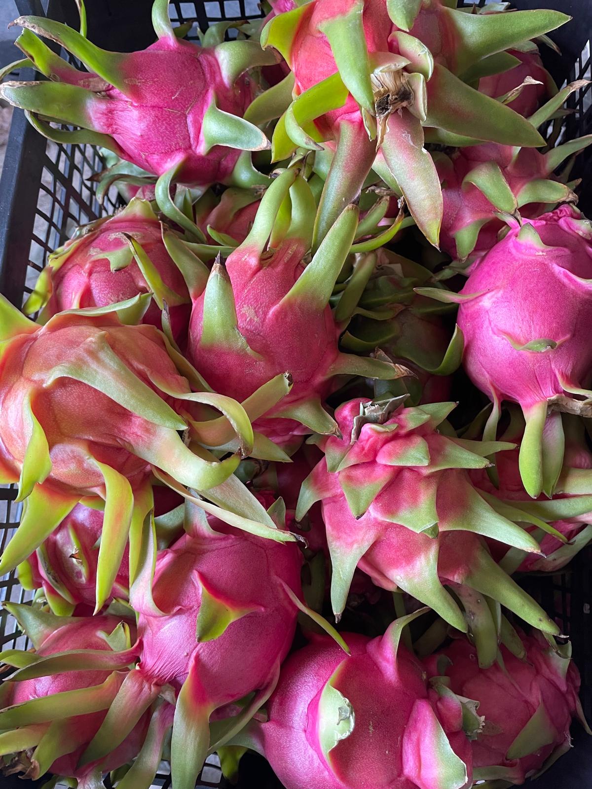 Zahidenin Tropikal Bahçesi 